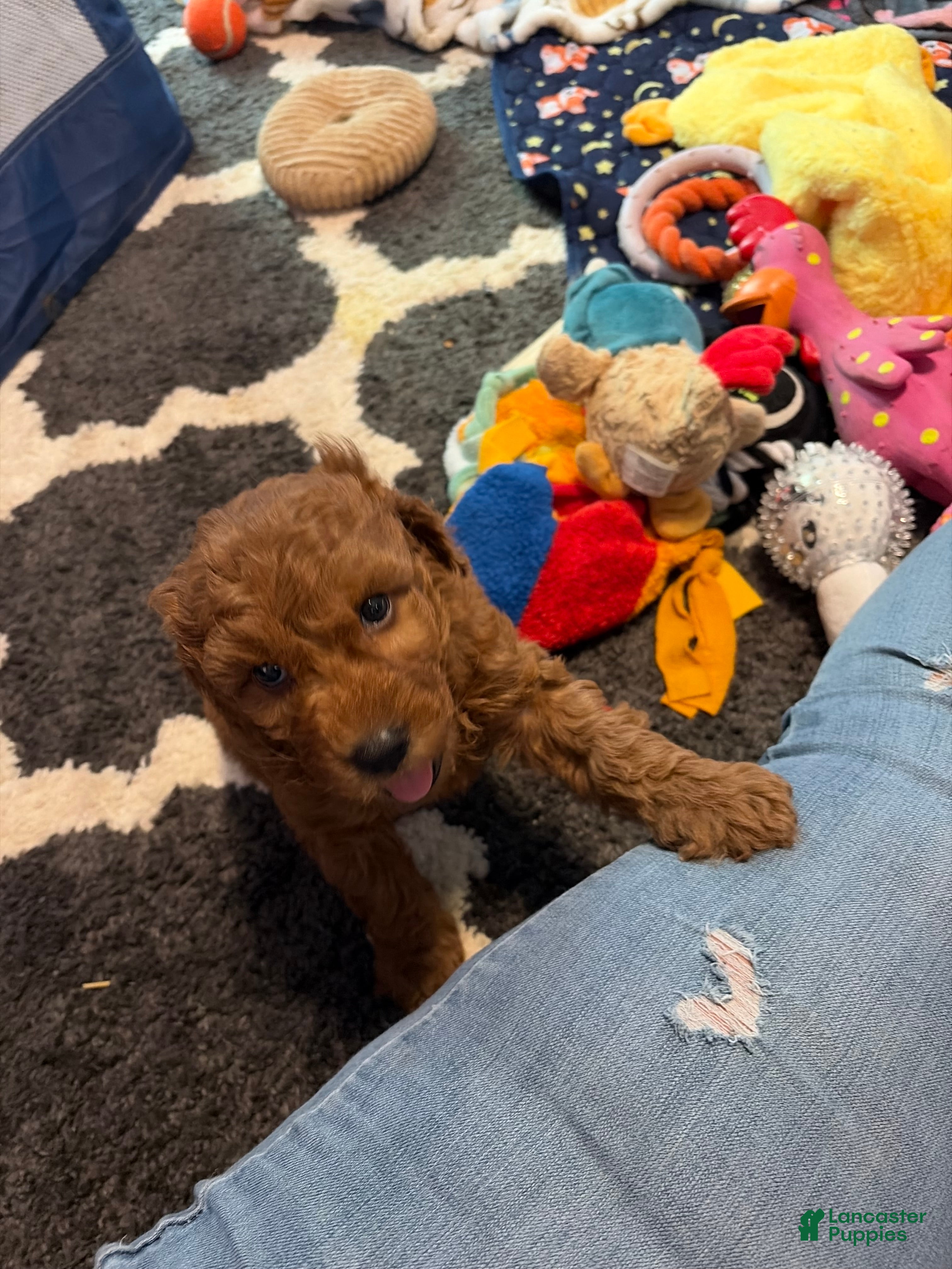 Goldendoodle dogs for sale: Goldendoodle 3 - Ad 8