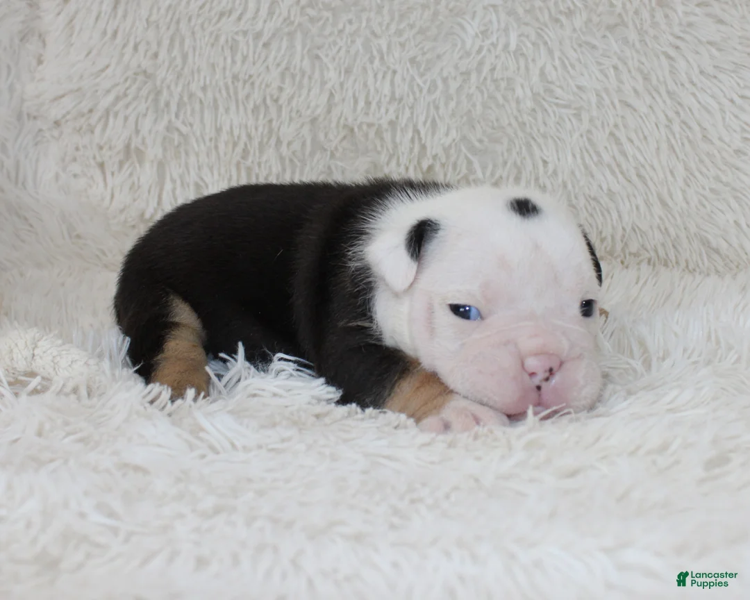 English Bulldog dogs for sale: Niles - Ad 1