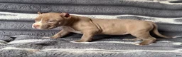 American Bully dogs for sale: Scrabble  - Ad 4