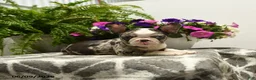 Boston Terrier dogs for sale: Gretel - Ad 3