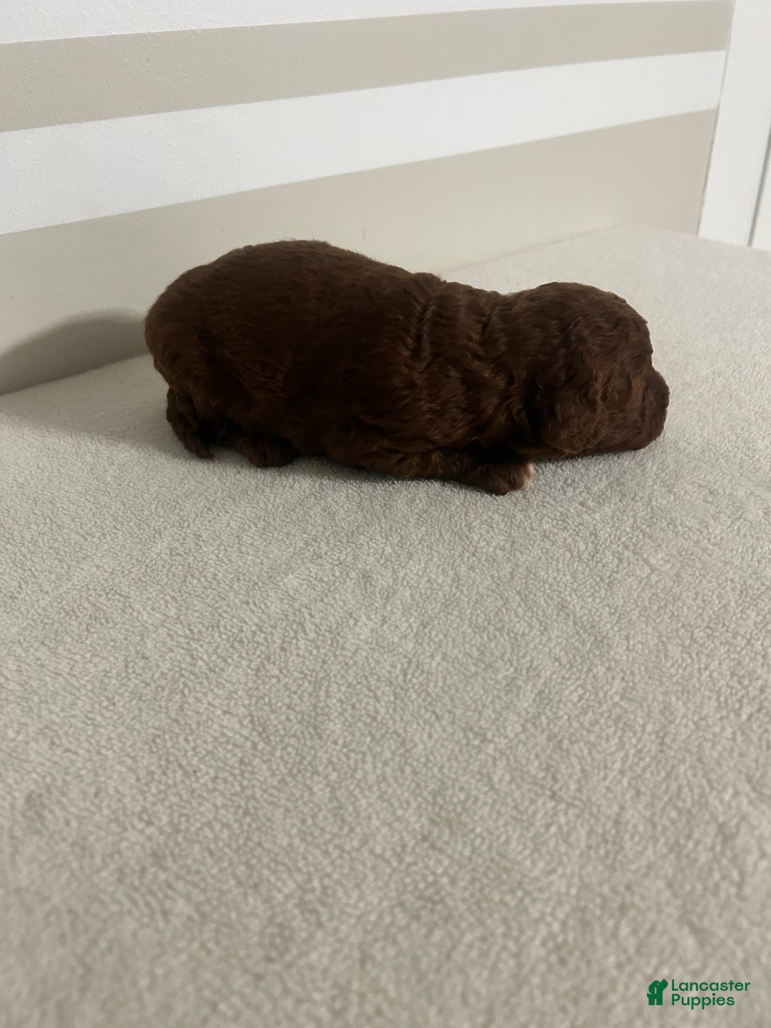 Mini Goldendoodle dogs for sale: Clarabelle - Ad 5