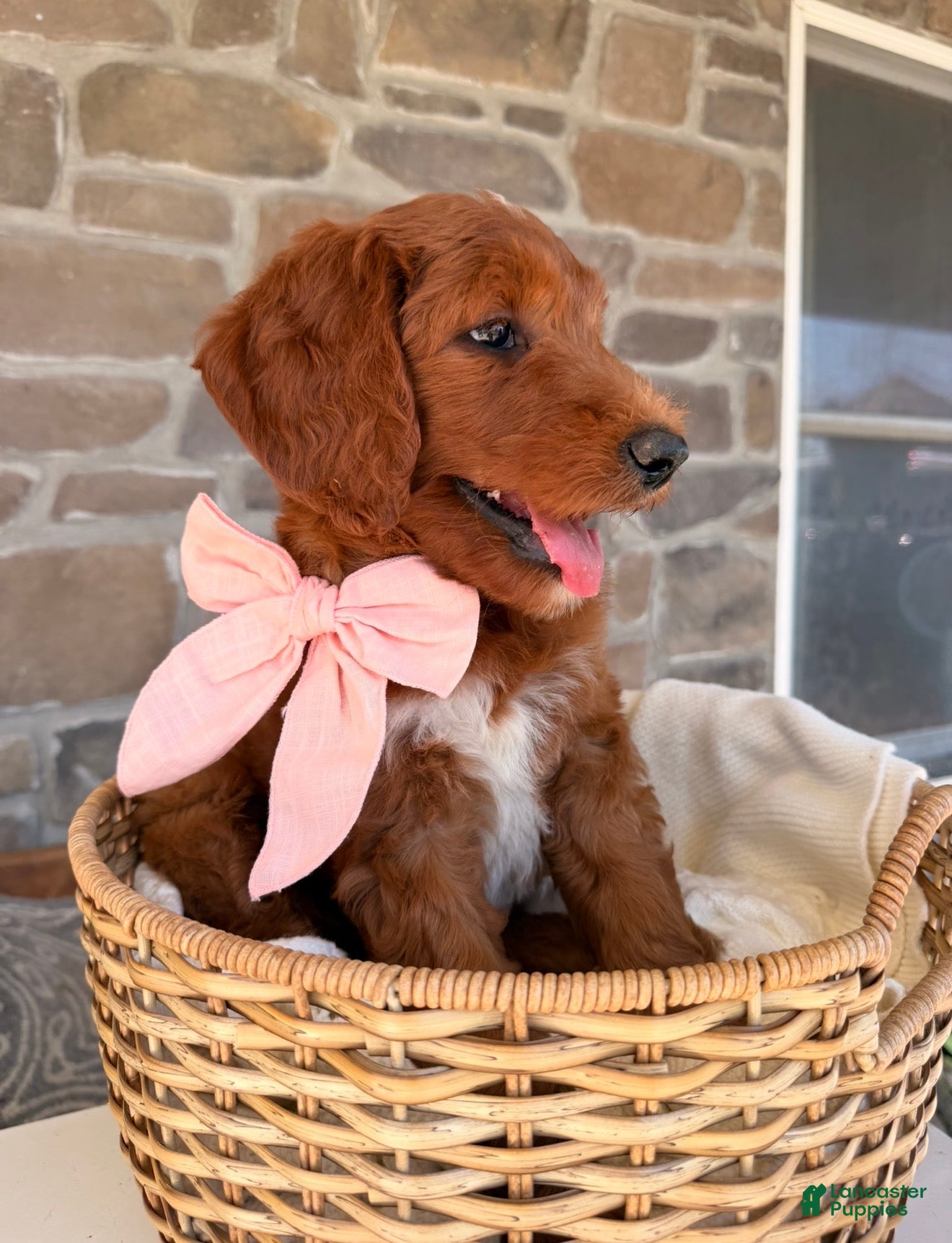 Goldendoodle dogs Elsie - Ad 2