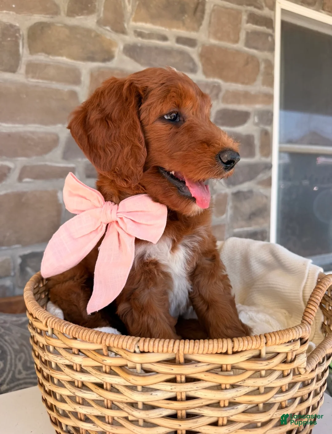 Goldendoodle dogs for sale: Elsie - Ad 2