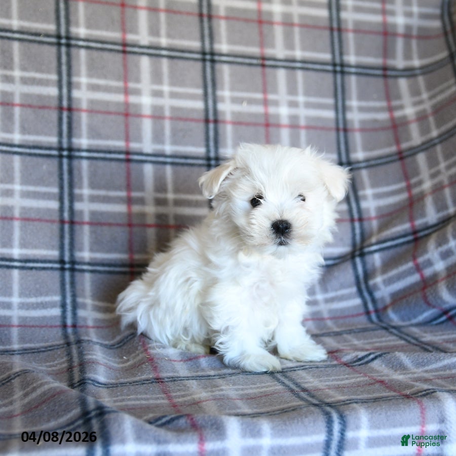 Maltese dogs Skippy - Ad 1