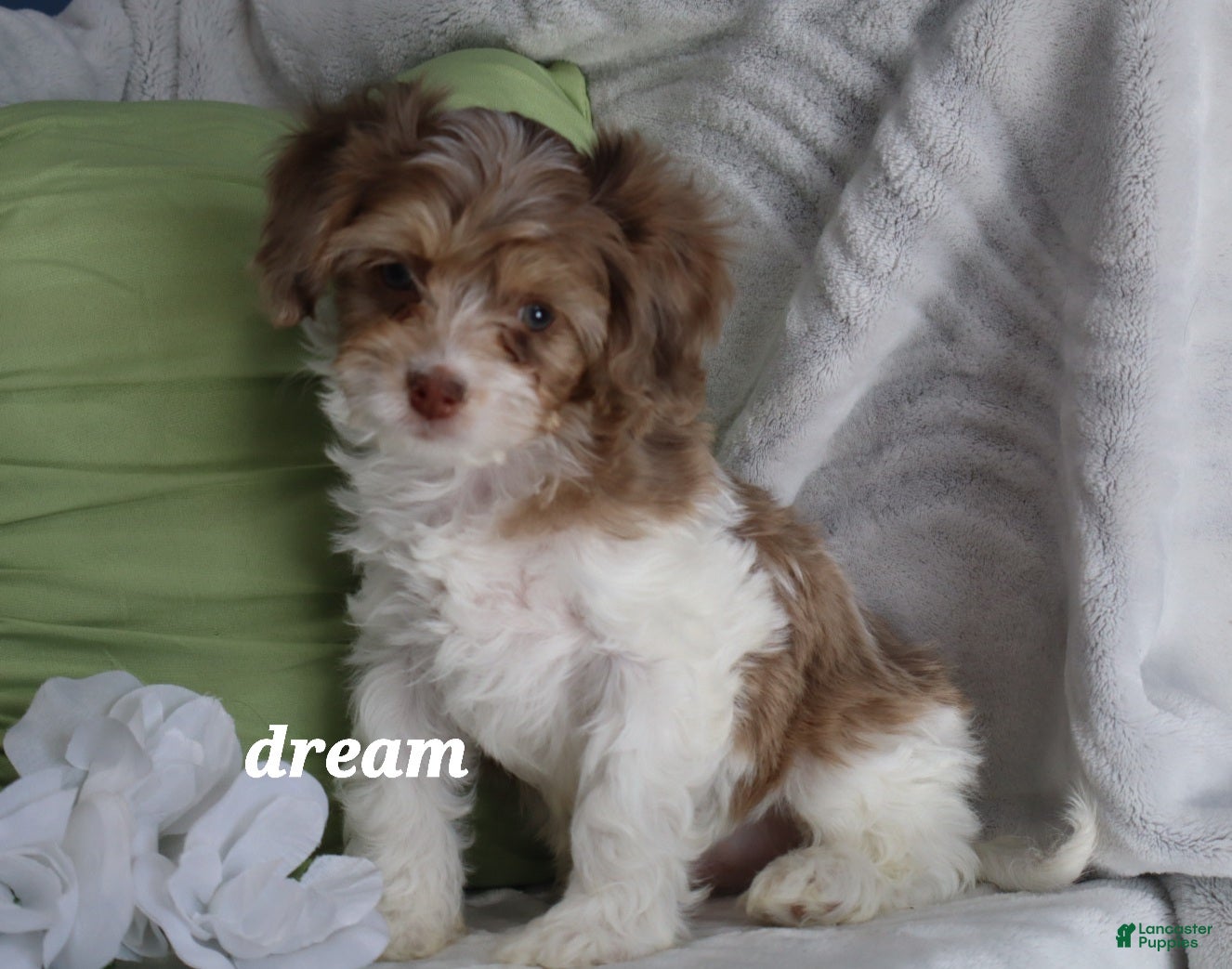 Cavapoo dogs Elliot - Ad 1