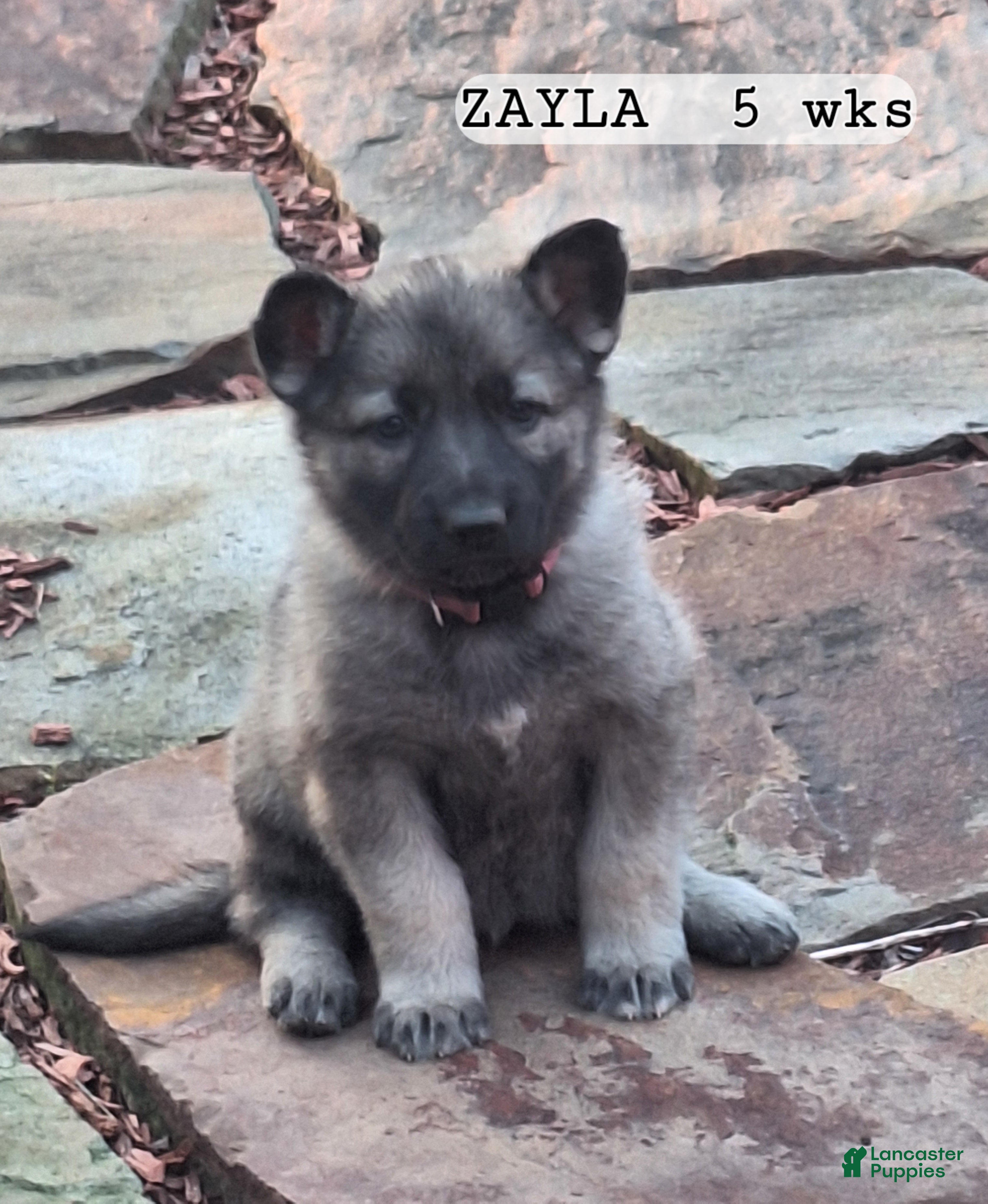 German Shepherd dogs Zayla - Ad 1
