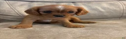 Mixed Breed dogs for sale: Scarlette - Ad 3