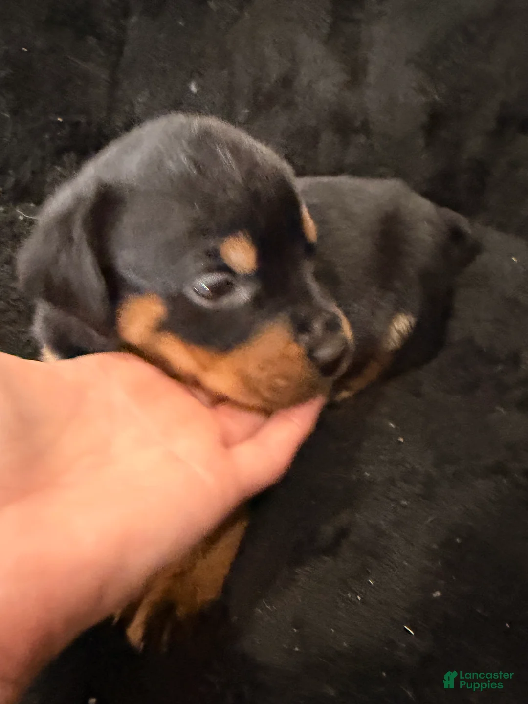 Rottweiler dogs for sale: Rottweiler Puppy 6 - Ad 2