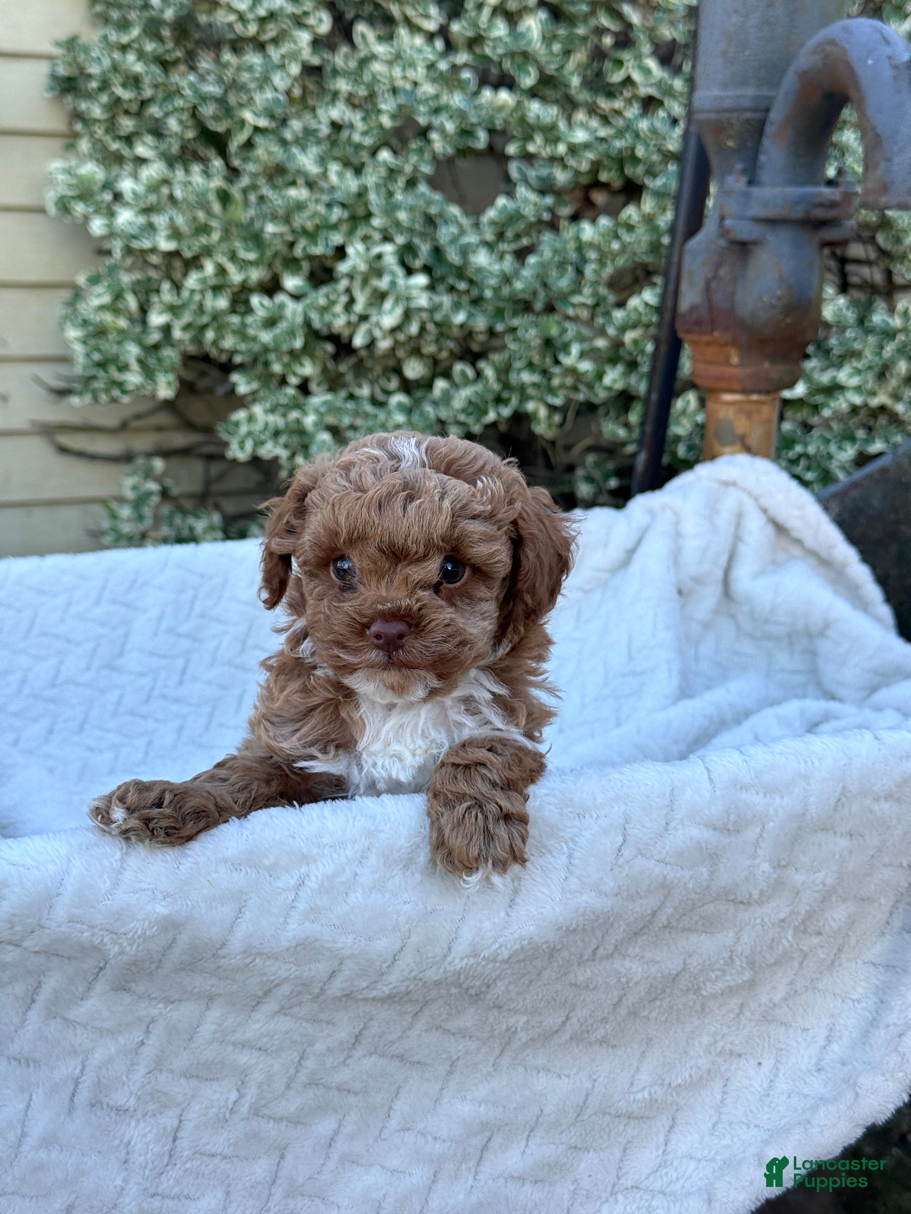 Toy Poodle dogs for sale: Garfield - Ad 2