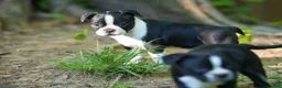 Boston Terrier dogs for sale: Blackberry - Ad 6