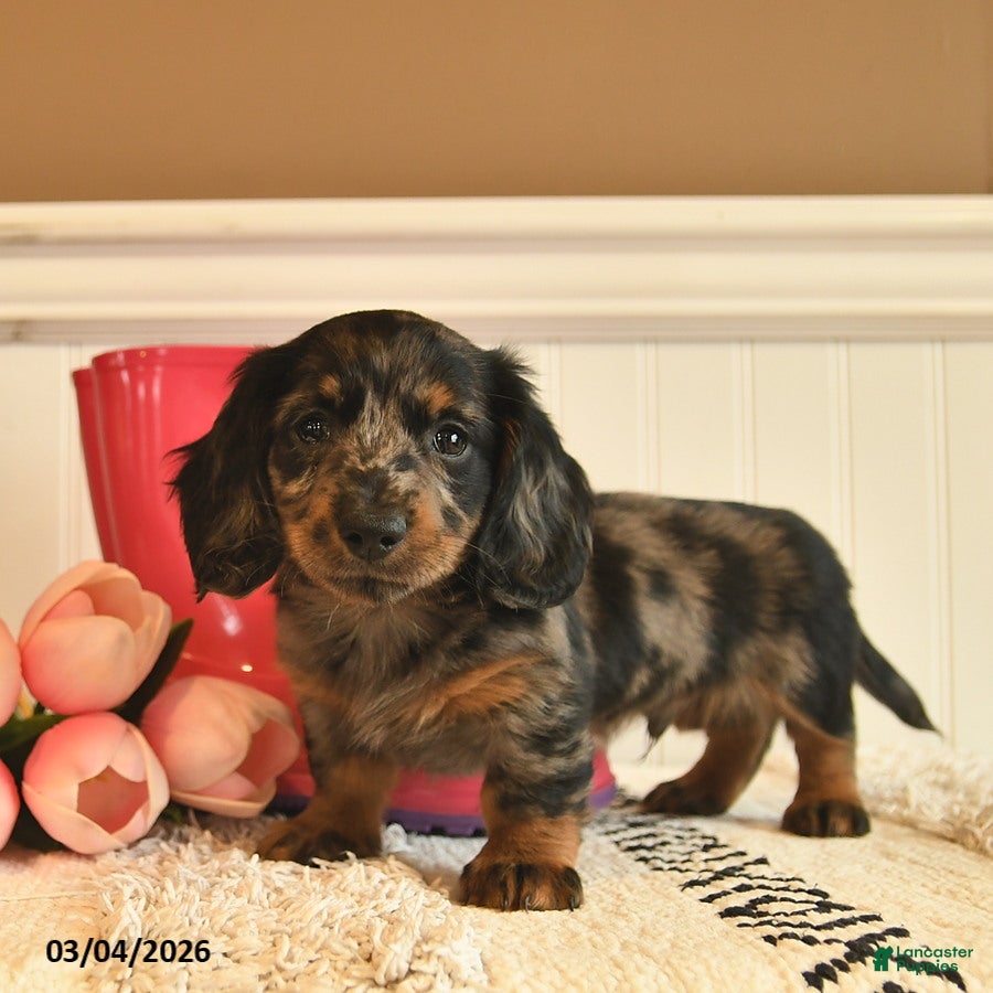 Miniature Dachshund dogs Toby  - Ad 1