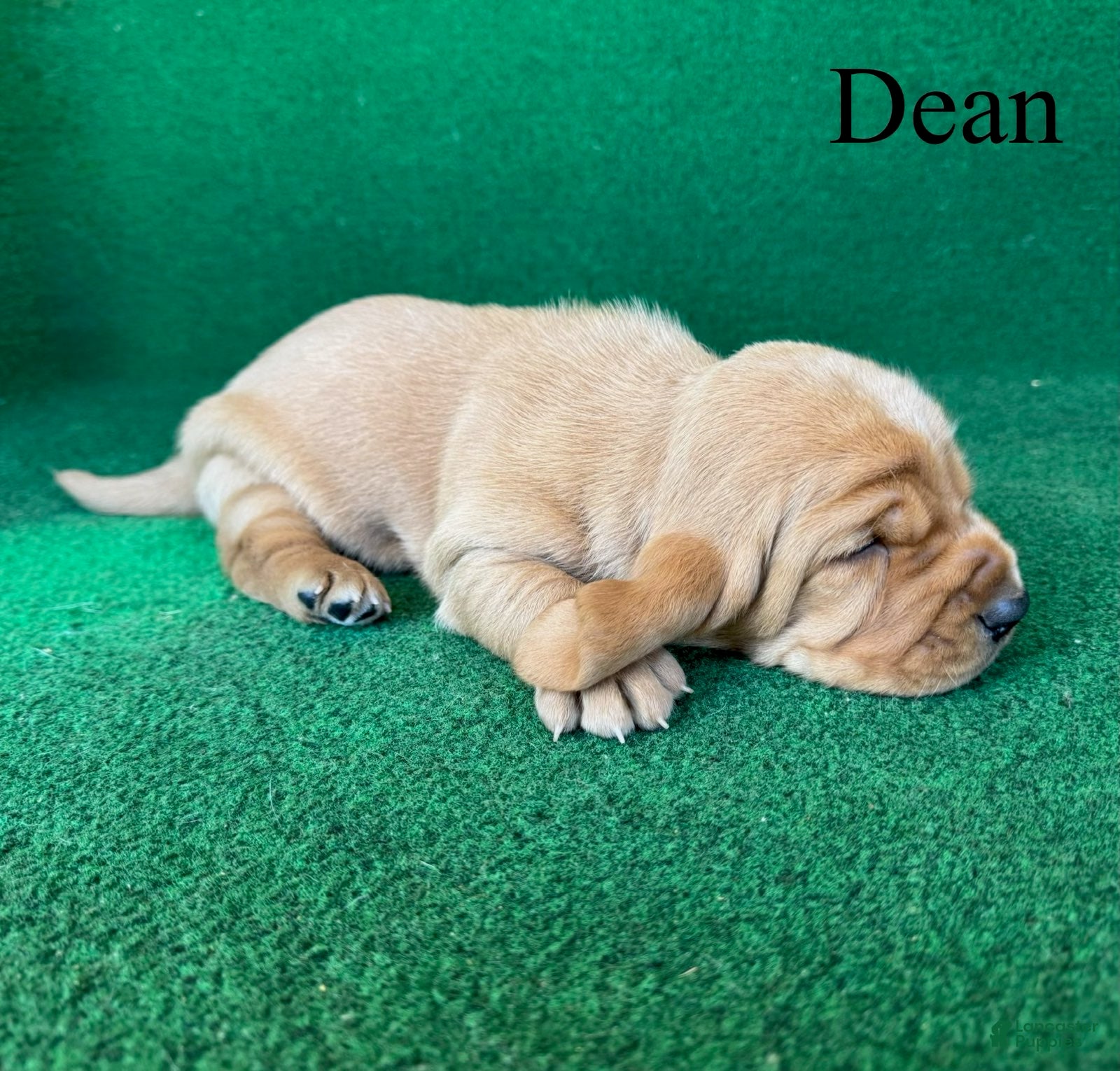 Basset Hound dogs Dean - Ad 1