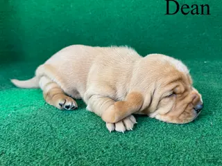 Basset Hound dogs for sale: Dean - Ad 3