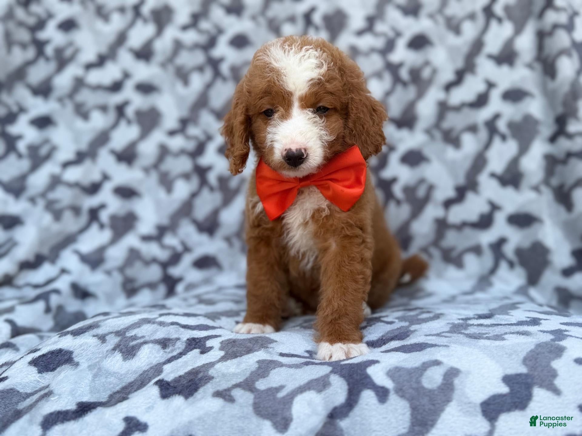 Mini Goldendoodle dogs Lawton - Ad 2