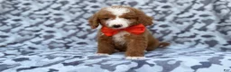 Mini Goldendoodle dogs for sale: Lawton - Ad 2