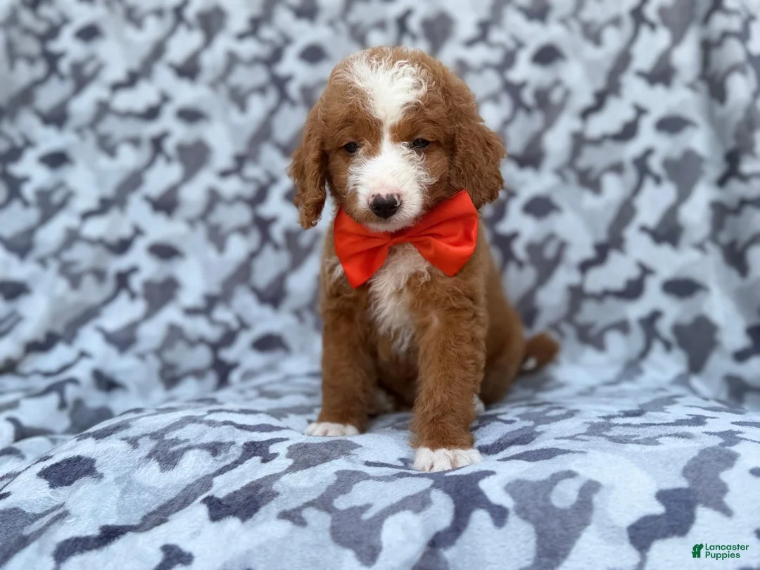 Mini Goldendoodle dogs for sale: Lawton - Ad 2
