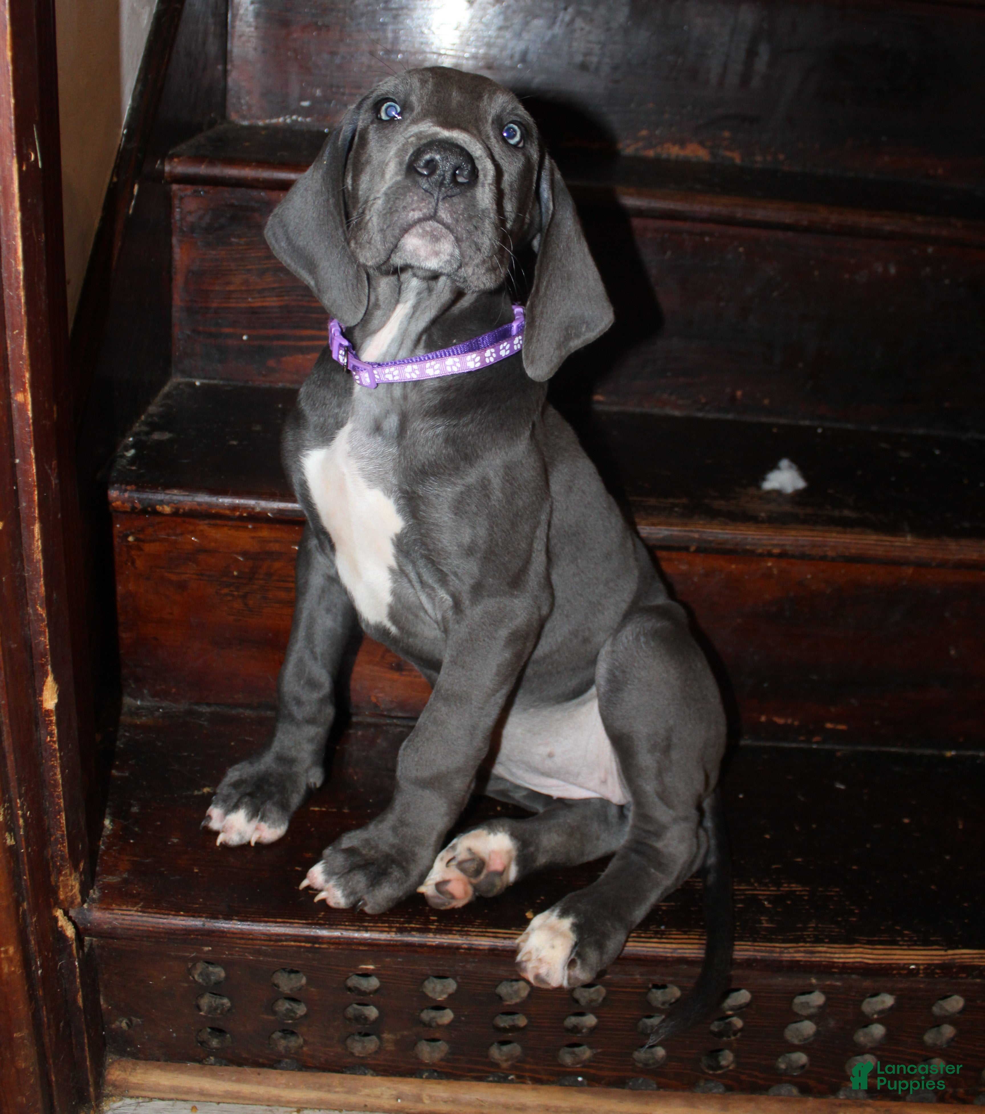 Great Dane dogs Ursula - Ad 21