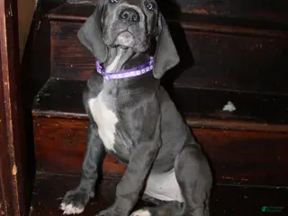 Great Dane dogs Ursula - Ad 40