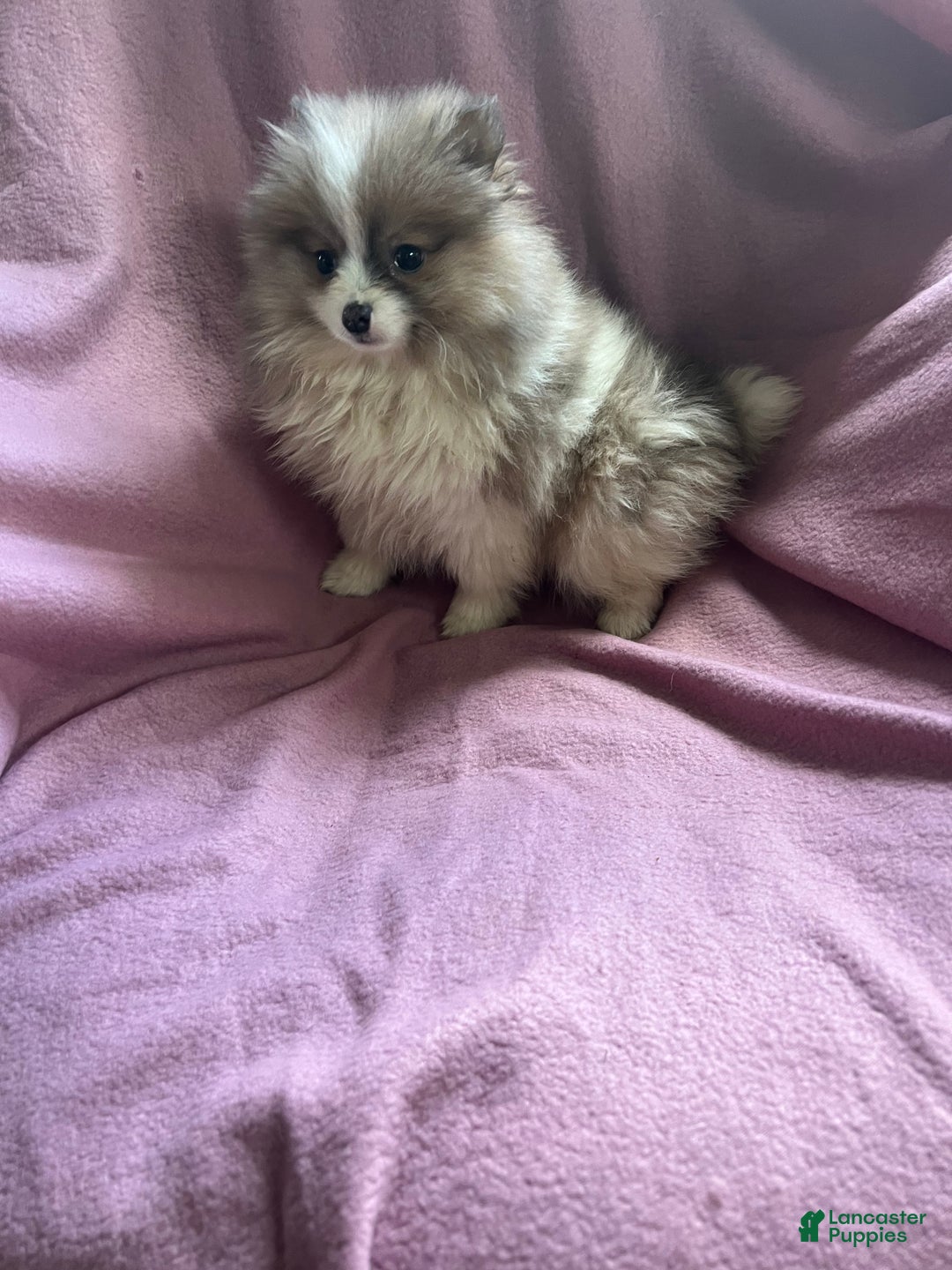 Pomeranian dogs for sale: Honey Pie - Ad 4