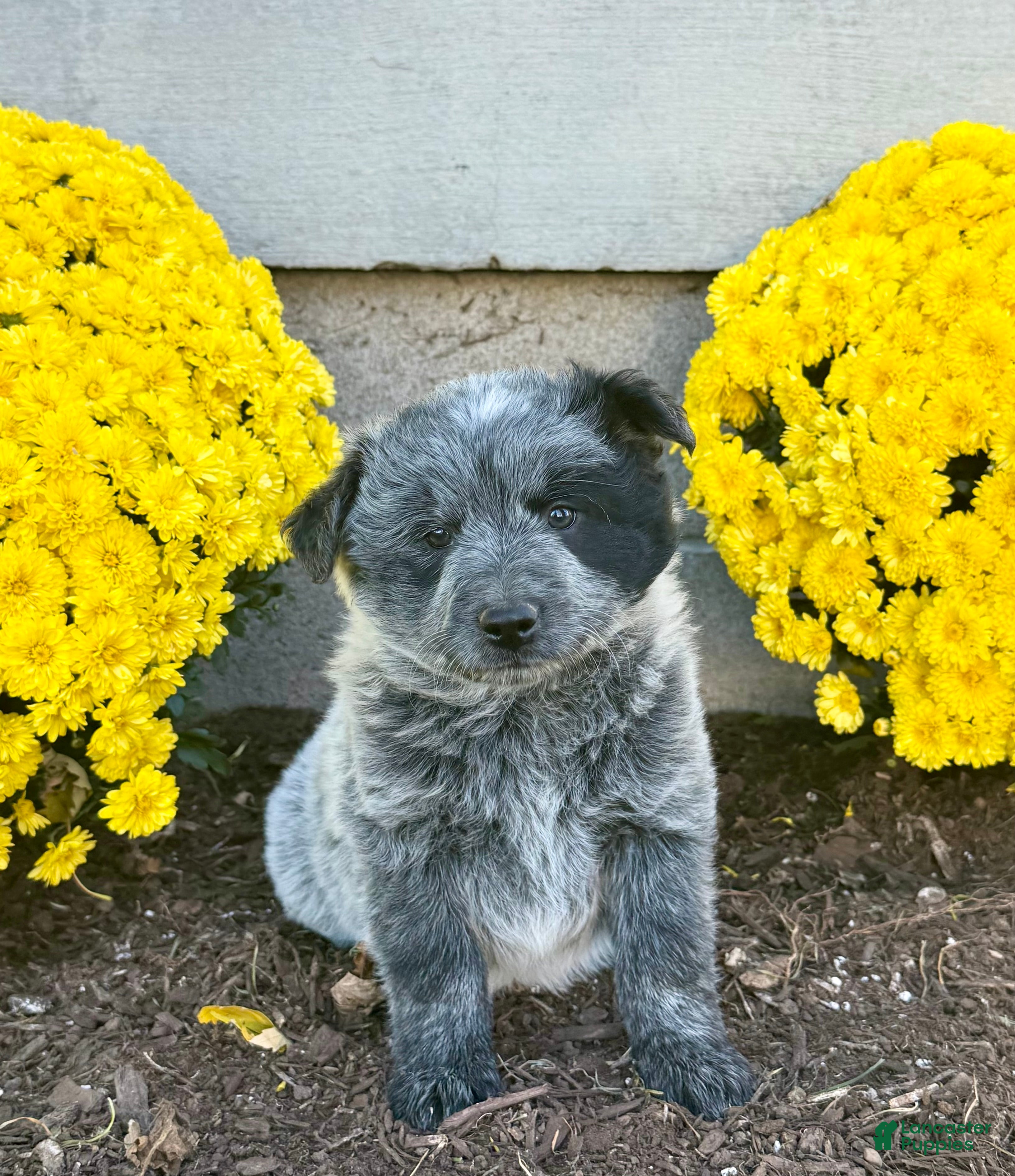 Australian Cattle Dog dogs for sale: Drew - Ad 1