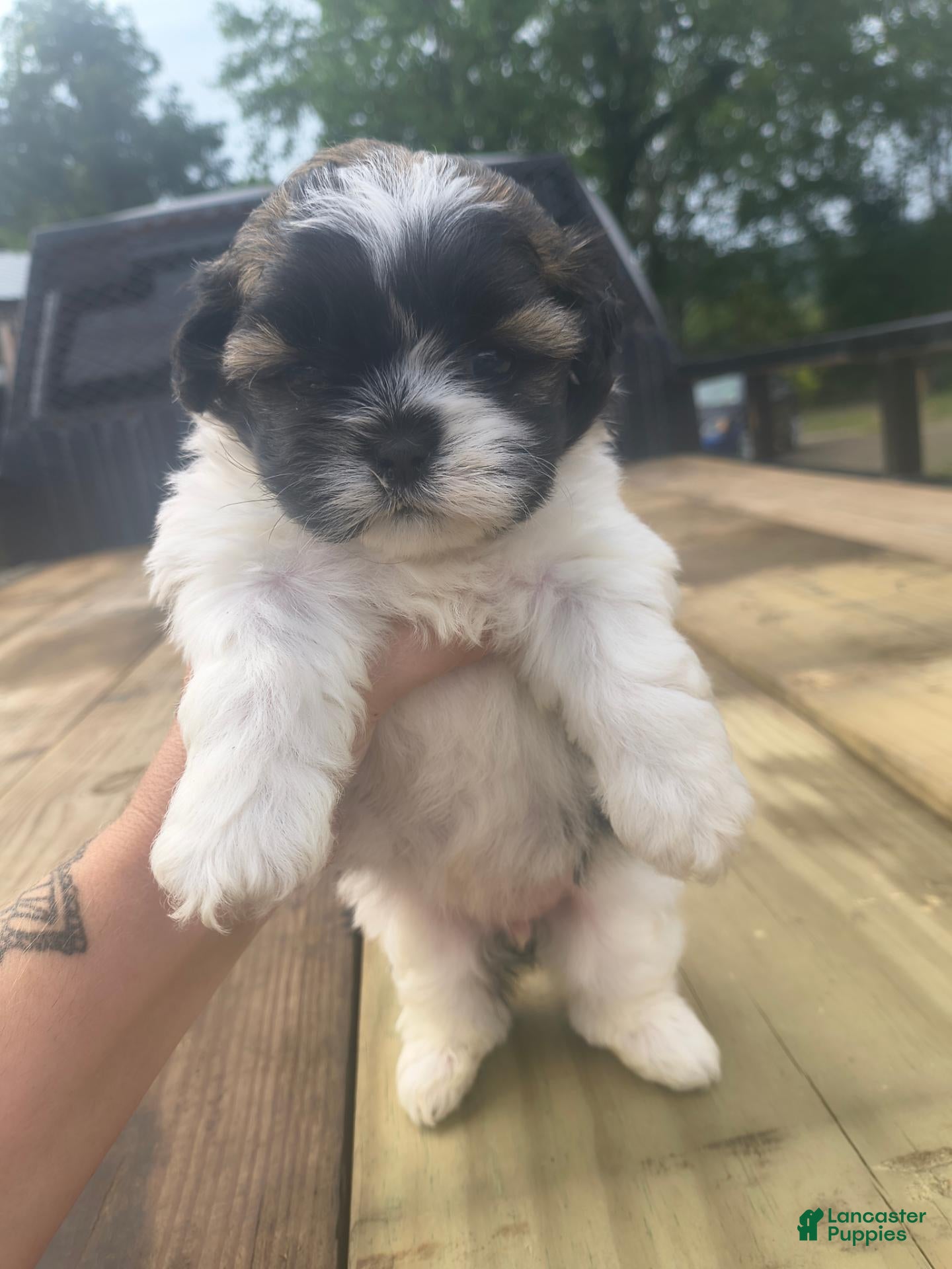 Shorkie dogs Precious - Ad 2