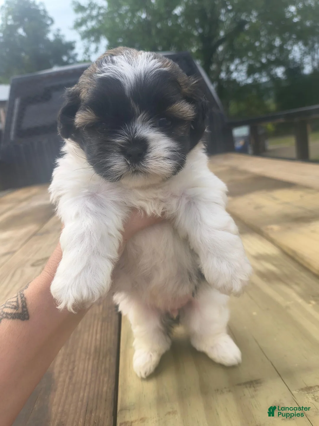 Shorkie dogs for sale: Precious - Ad 2