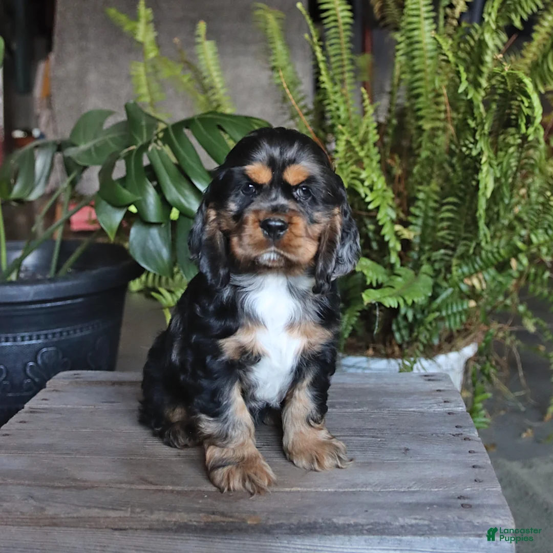 English Cocker Spaniel dogs for sale: Pepsi - Ad 3