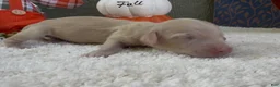 Miniature Dachshund dogs for sale: Dallas - Ad 2