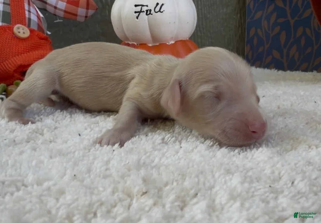 Miniature Dachshund dogs for sale: Dallas - Ad 2