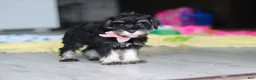 Miniature Schnauzer dogs for sale: Daisy - Ad 6