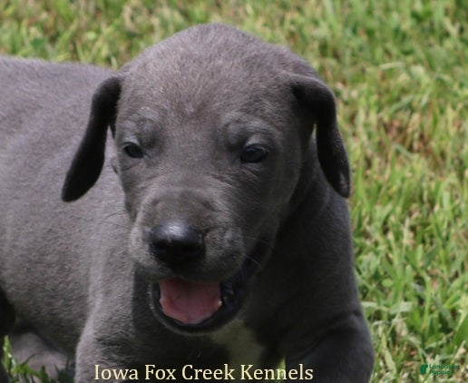 Great Dane dogs Sophie - Ad 7