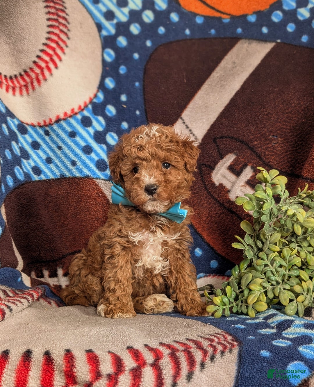 Mini Goldendoodle dogs for sale: Denzel 15 lbs Full Grown Hypoallergenic - Ad 3