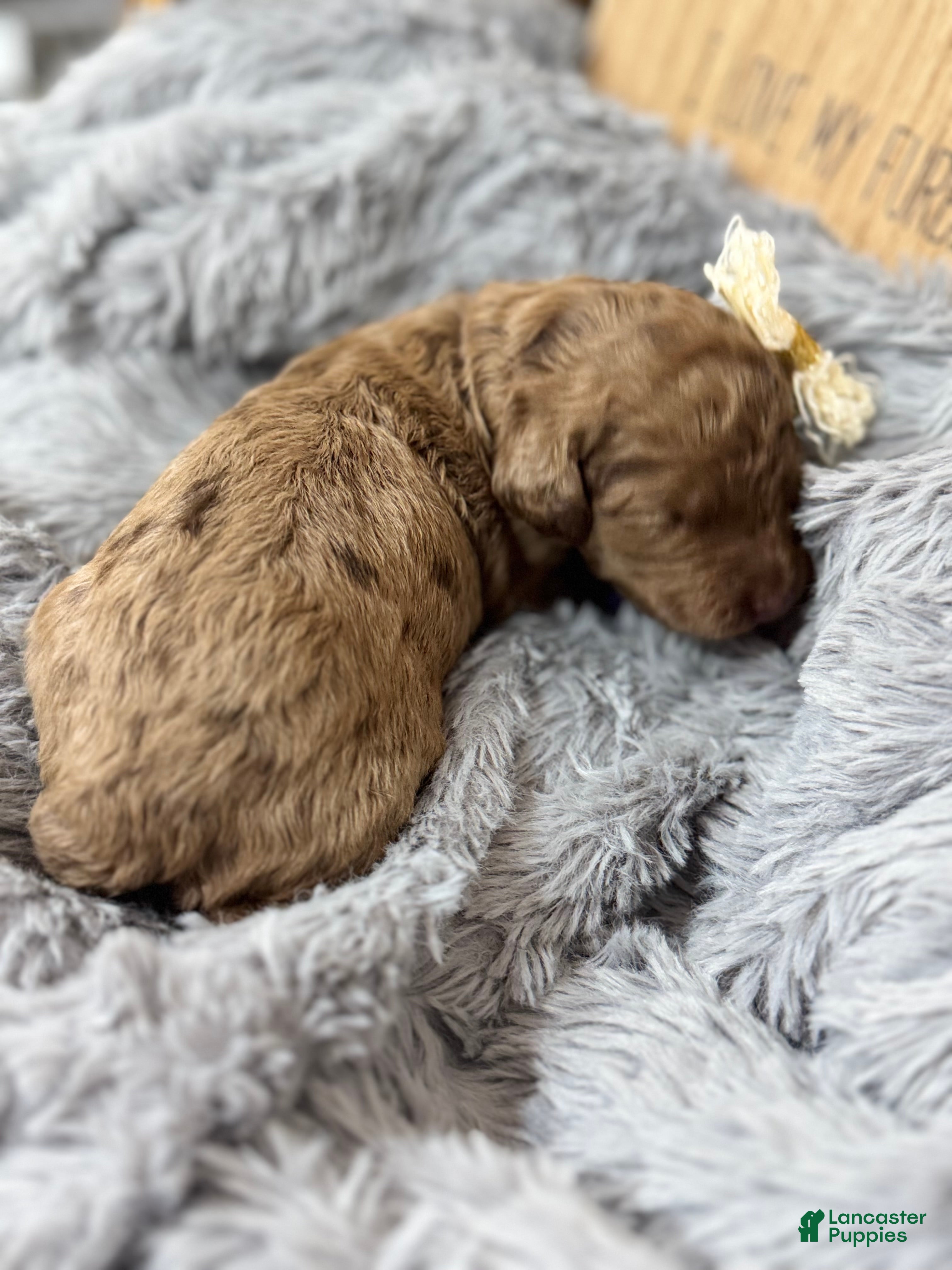 Mixed Breed dogs Solara- Purple Collar - Ad 1