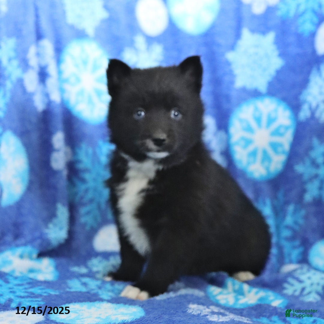 Pomsky dogs for sale: Fern - Ad 3