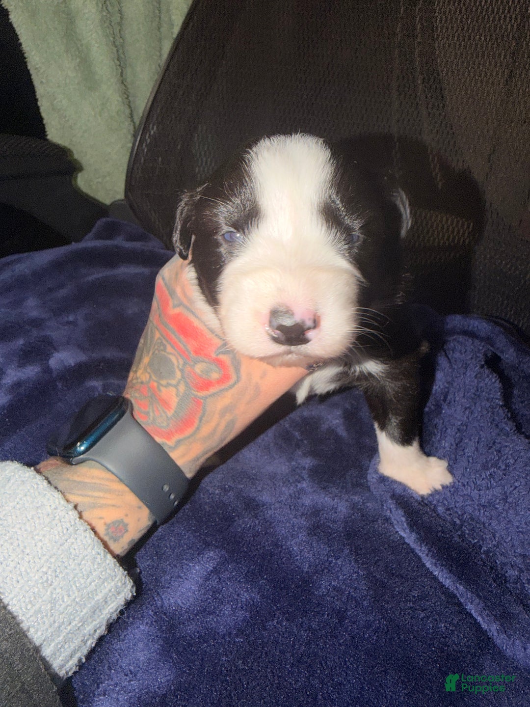 Australian Shepherd dogs for sale: Australian Shepherd Puppy - Georgia  - Ad 3