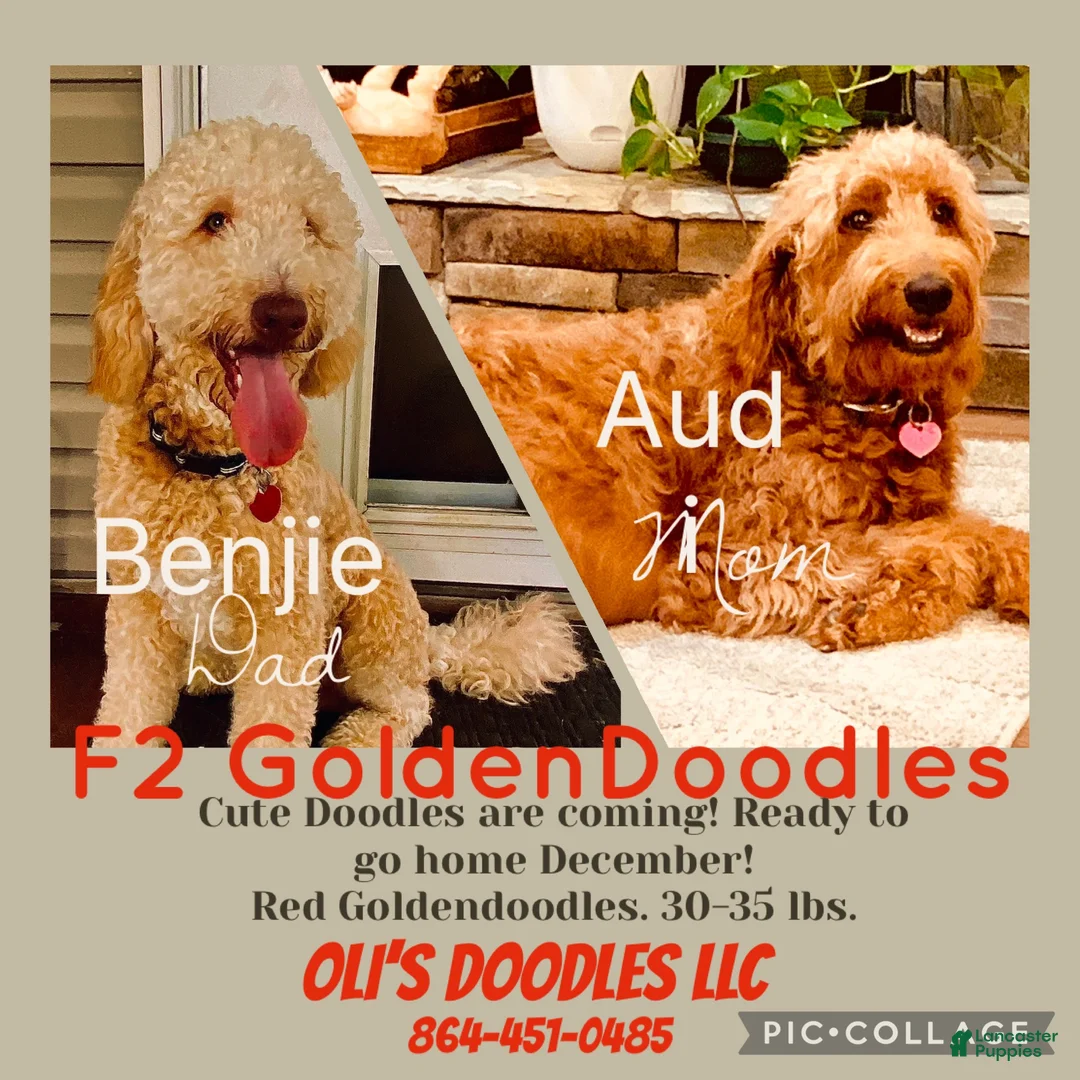 Goldendoodle dogs for sale: Lavander - Ad 2