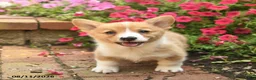 Welsh Corgi Pembroke dogs for sale: Queenie  - Ad 3