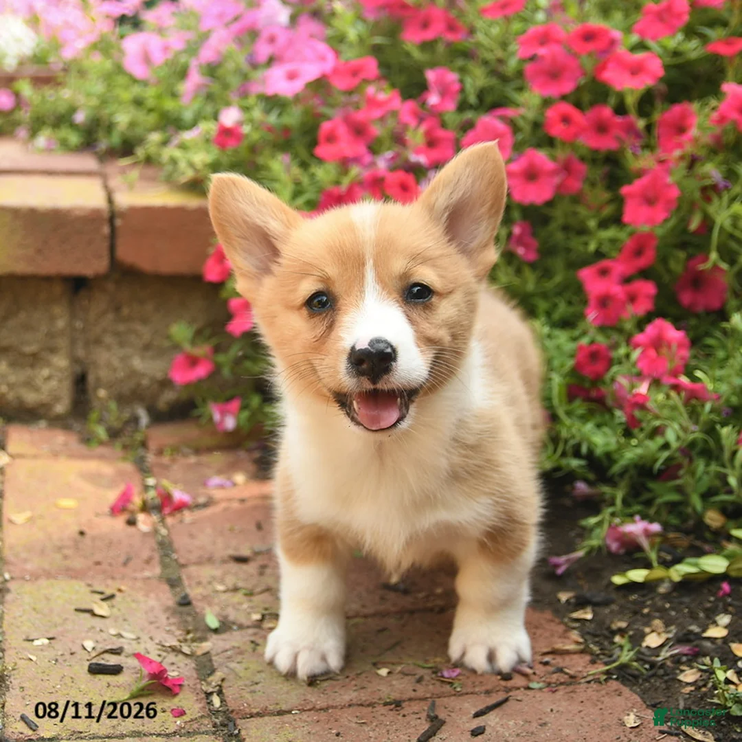 Welsh Corgi Pembroke dogs for sale: Queenie  - Ad 3
