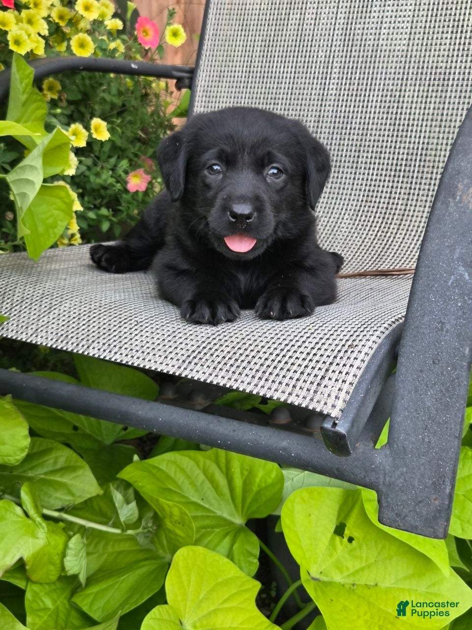 Labrador Retriever dogs Sasha  - Ad 2