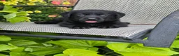Labrador Retriever dogs for sale: Sasha  - Ad 2