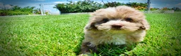 Havapoo dogs for sale: Eartha - Ad 9