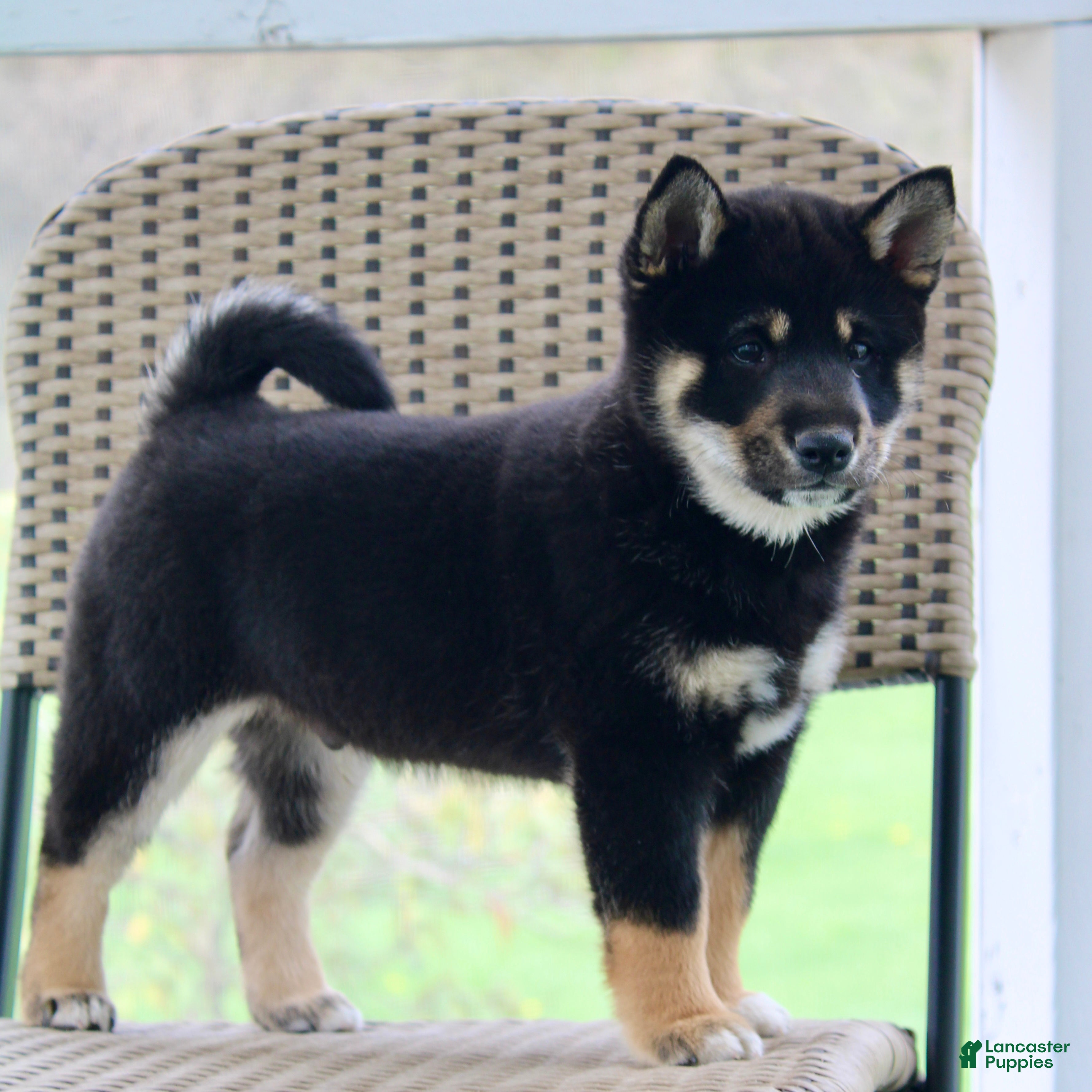 Shiba Inu dogs for sale: Tinker - Ad 1