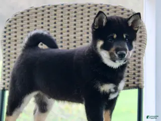 Shiba Inu dogs Tinker - Ad 41