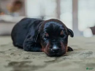 Doberman Pinscher dogs Titan Bones Shield Of Valkyrie - Ad 22