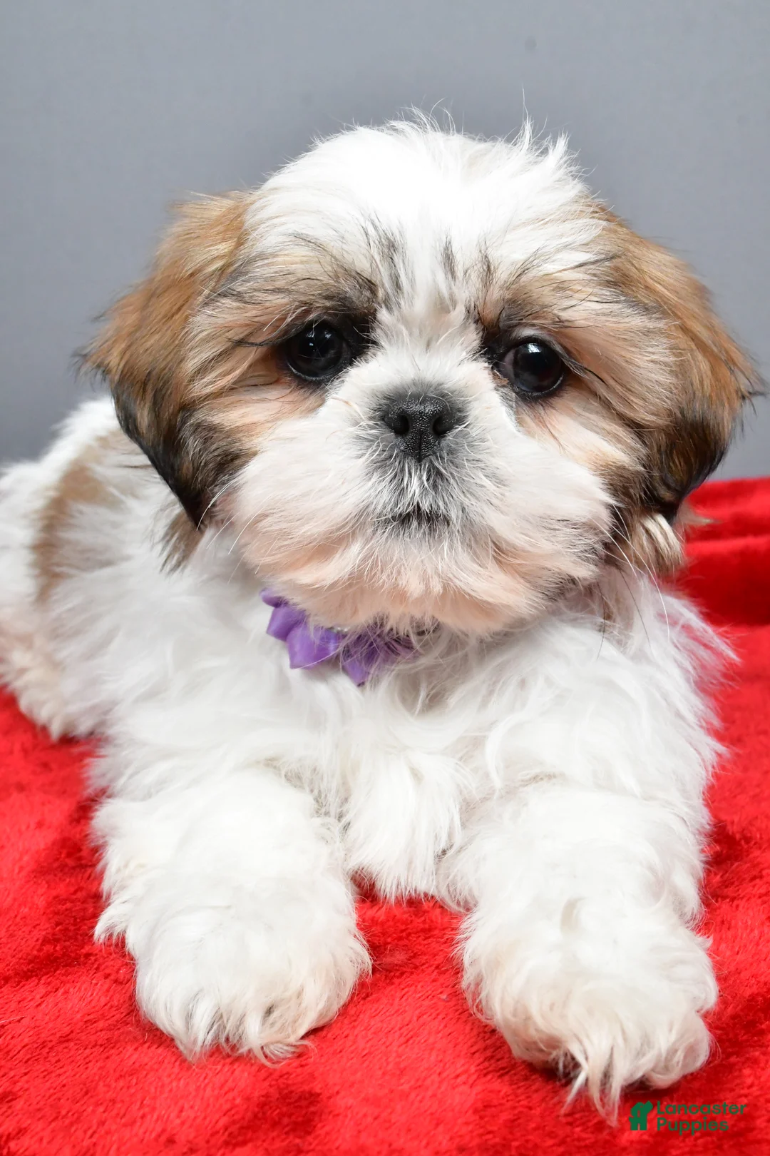 Shih Tzu dogs for sale: Isabella - Ad 4