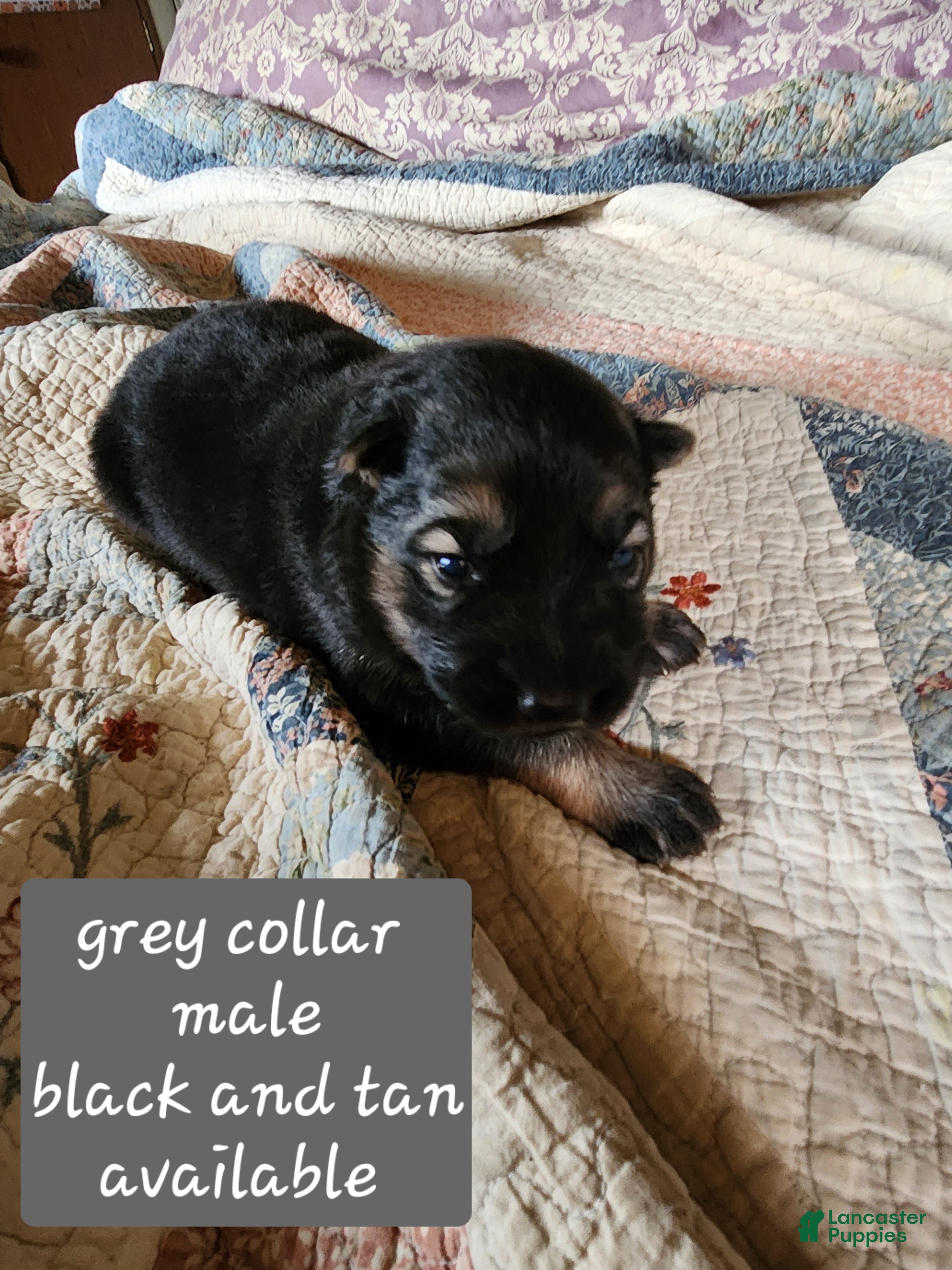 German Shepherd dogs Grey collar - Ad 2