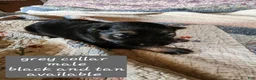 German Shepherd dogs for sale: Grey collar - Ad 2