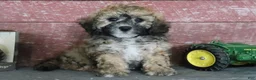 Bichpoo dogs for sale: Mark - Ad 3