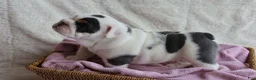 English Bulldog dogs for sale: Molly - Ad 3