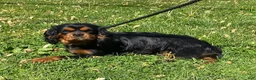 Cavalier King Charles Spaniel dogs for sale: Oakley-small - Ad 6